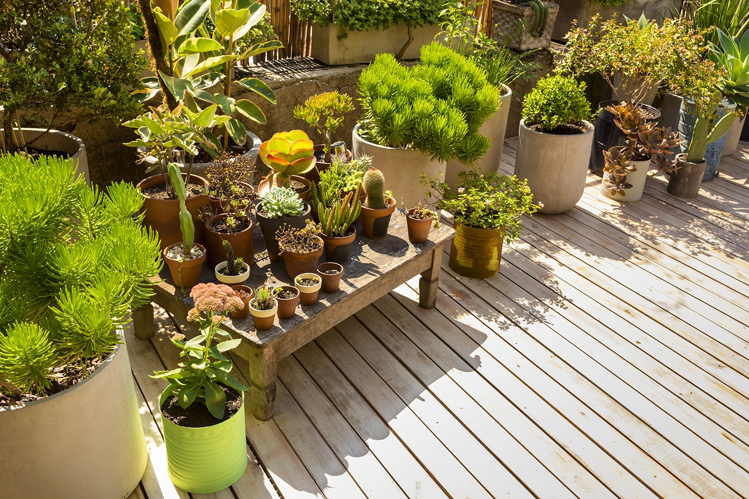 beautiful-arrangement-plants-greenhouse